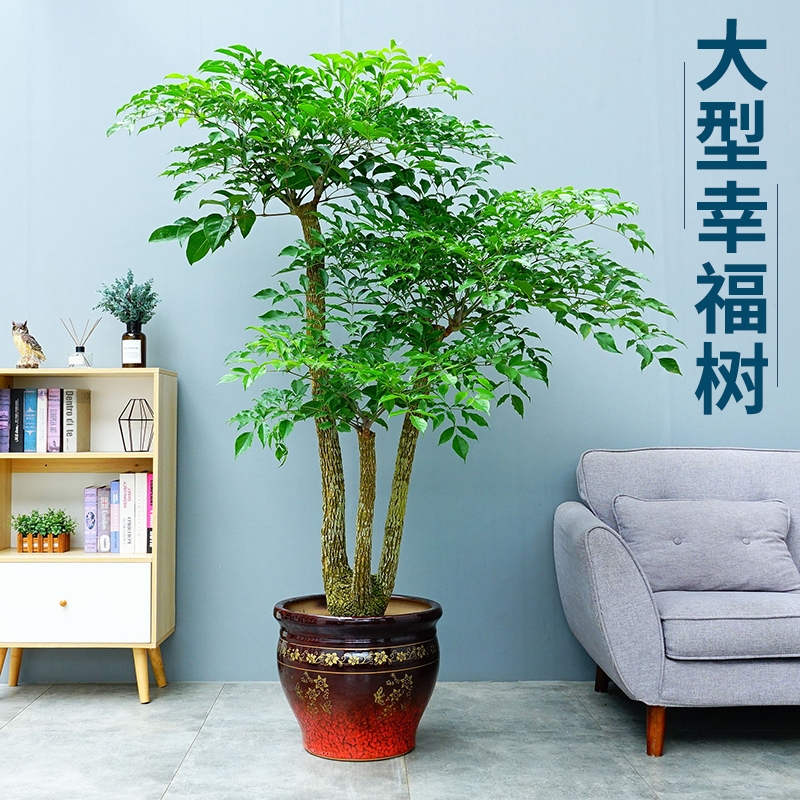 長沙花卉租擺——綠植租擺-辦公樓擺花-幸福樹大型盆栽花卉室內辦公室凈化空氣植物喬遷開業盆景